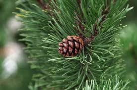 pine tree
